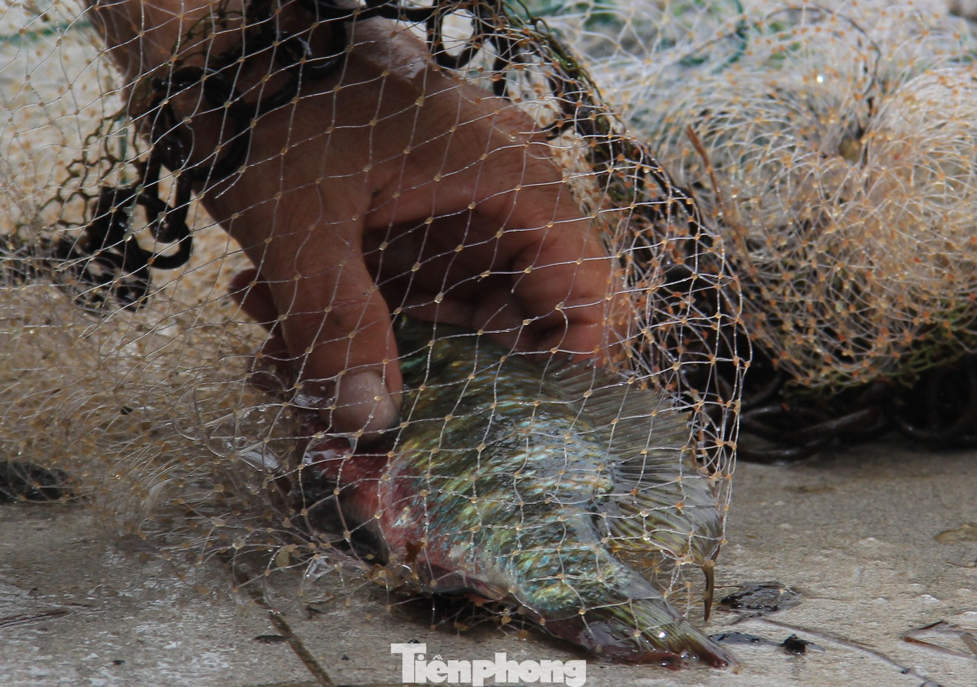 Cá bắt được hầu như không lớn.