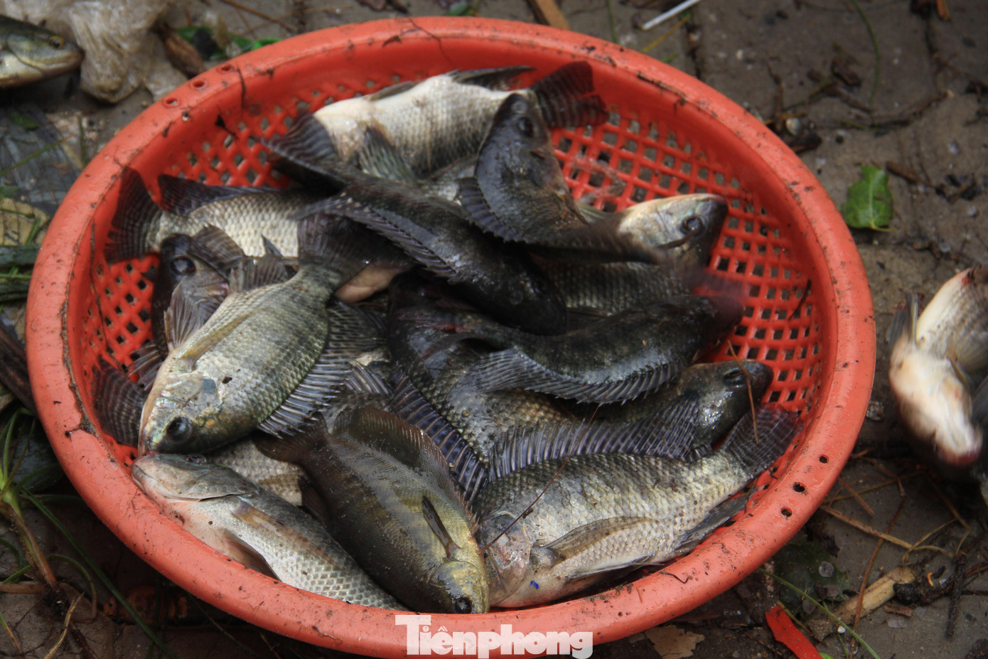 Cá rô được bán giá từ vài ngàn đồng một con hoặc bán luôn cả mẻ.