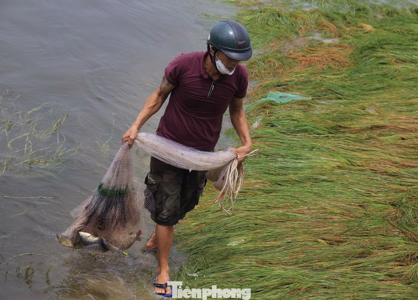 Gặp nước mặn, cá cay mắt, đuối sức không bơi được nên việc đánh bắt rất dễ dàng. Chỉ sau vài phút, tay lưới đã nặng trĩu cá.