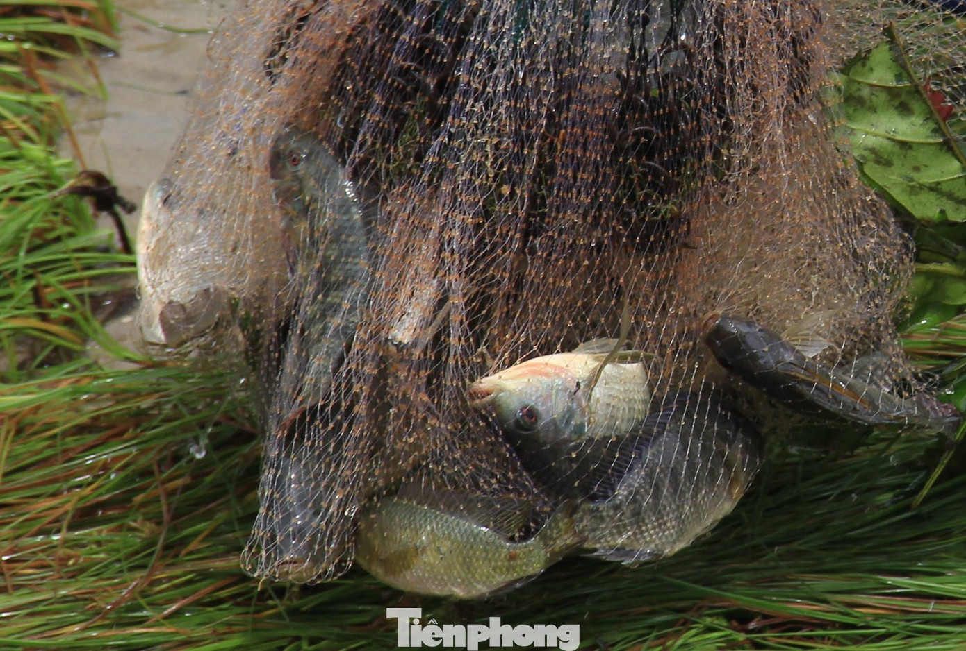 Mẻ lưới chủ yếu là cá rô. Ngoài ra còn có thêm cá diếc, cá lóc...