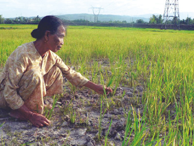 Hạn hán đe dọa đến sản xuất nông nghiệp trên địa bàn TP Đà Nẵng. Ảnh: Nguyễn Huy. Hạn hán đe dọa đến sản xuất nông nghiệp trên địa bàn TP Đà Nẵng Ảnh: Nguyễn Huy