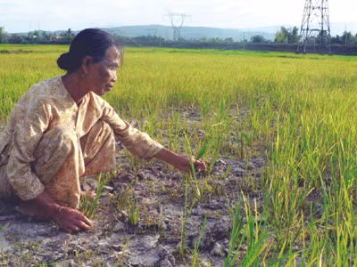 Hạn hán đe dọa đến sản xuất nông nghiệp trên địa bàn TP Đà Nẵng Ảnh: Nguyễn Huy
