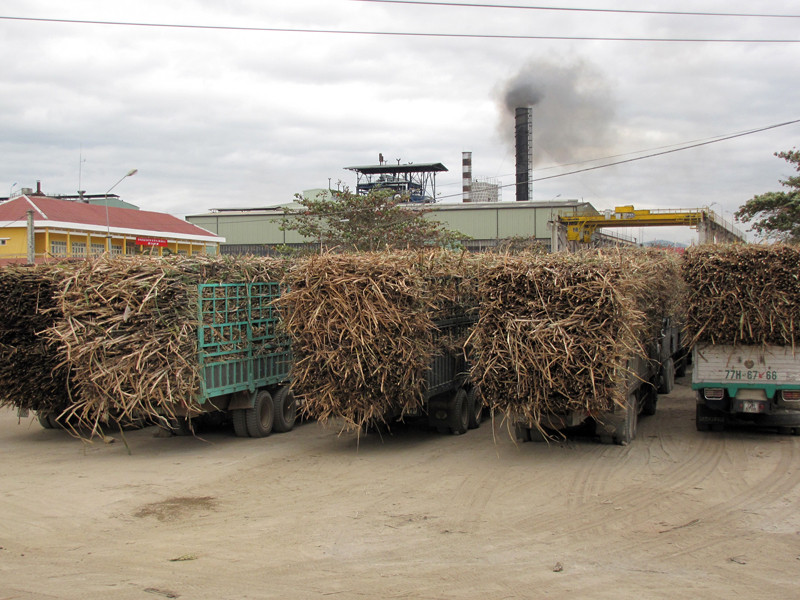 Xe chở mía vào Nhà máy đường Ayunpa luôn quá tải quá khổ . Xe chở mía vào Nhà máy đường Ayunpa luôn quá tải quá khổ