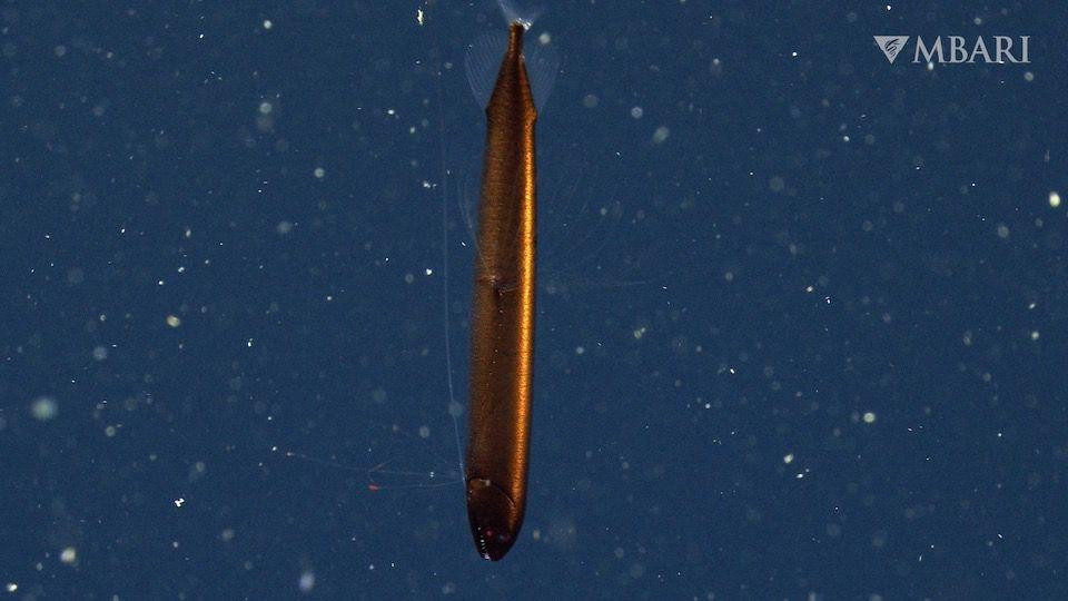 Cá rồng màu đồng hiếm gặp ngoài khơi vịnh Monterey, Mỹ. Cá rồng màu đồng hiếm gặp ngoài khơi vịnh Monterey, Mỹ.