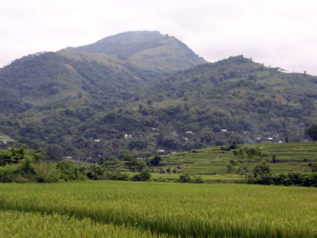 Cánh đồng nơi xảy ra vụ việc