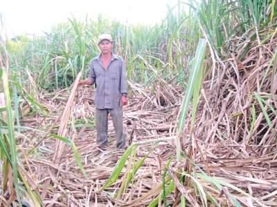 Người nông dân với đám mía bị voi dẫm nát