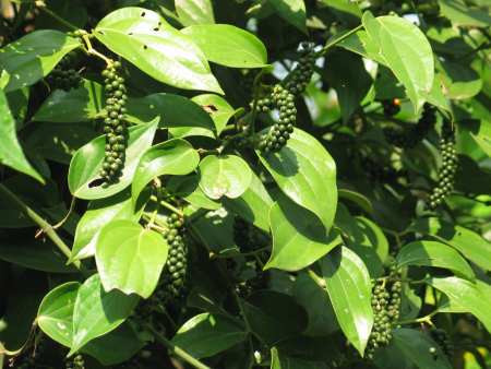 Chỉ trong 7 tháng đầu năm, kim ngạch xuất khẩu hồ tiêu đã vượt qua mức tổng giá trị xuất khẩu của cả năm 2010 (421,6 triệu USD), do giá tiêu xuất khẩu tăng mạnh. Chỉ trong 7 tháng đầu năm, kim ngạch xuất khẩu hồ tiêu đã vượt qua mức tổng giá trị xuất khẩu của cả năm 2010 (421,6 triệu USD), do giá tiêu xuất khẩu tăng mạnh