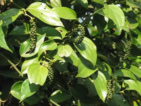 Chỉ trong 7 tháng đầu năm, kim ngạch xuất khẩu hồ tiêu đã vượt qua mức tổng giá trị xuất khẩu của cả năm 2010 (421,6 triệu USD), do giá tiêu xuất khẩu tăng mạnh
