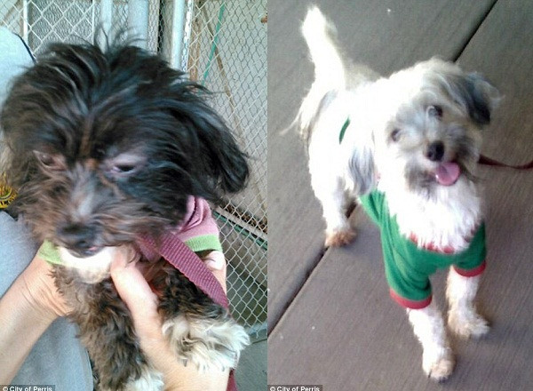 Thêm thông tin mới gây phẫn nộ trong vụ cha mẹ xiềng xích 13 con ảnh 1