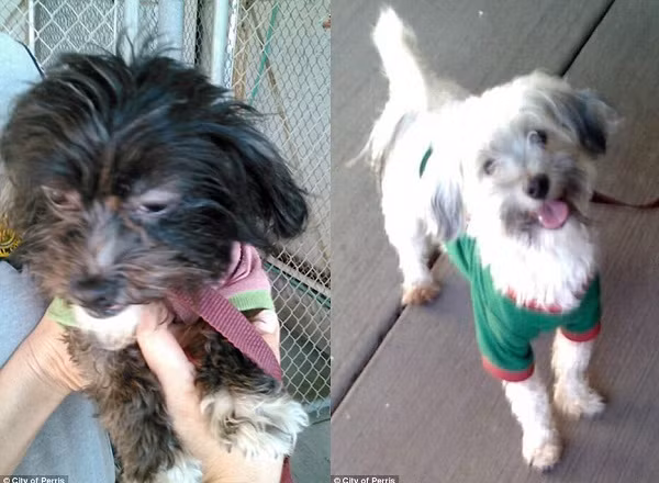 Thêm thông tin mới gây phẫn nộ trong vụ cha mẹ xiềng xích 13 con ảnh 1