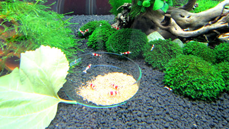 Chiếc bát thủy tinh dưới đáy bể đựng thức ăn cho tép. Ảnh: Nhật Nam. . Chiếc bát thủy tinh dưới đáy bể đựng thức ăn cho tép. Ảnh: Nhật Nam.