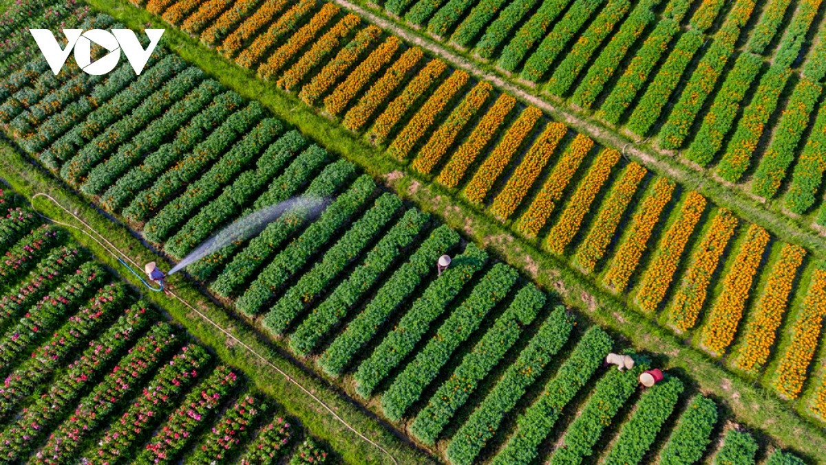 Trên diện tích gần 10ha, nông dân trồng nhiều loại hoa phục vụ Tết như hoa cúc, vạn thọ, mào gà, sống đời, hướng dương... Trong đó, hoa cúc, vạn thọ, mào gà có nhiều loại để tạo sự phong phú.