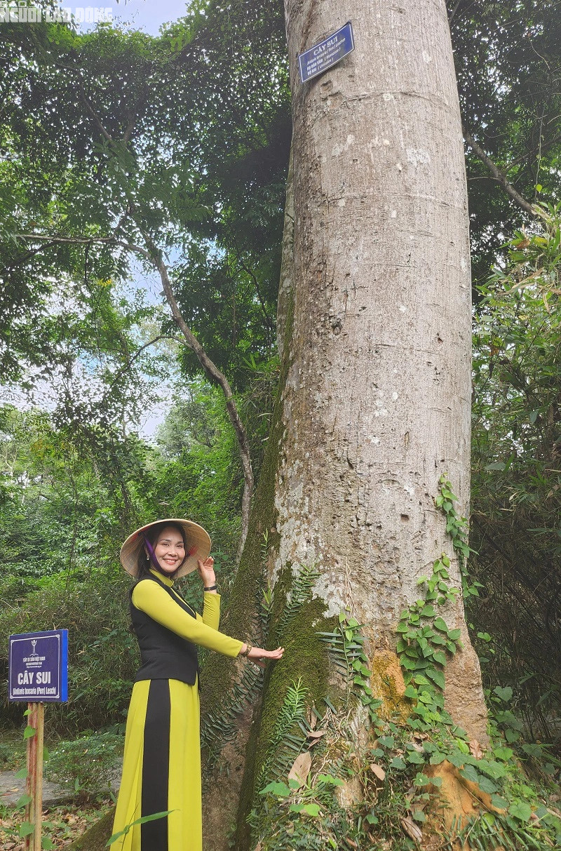 Cây sui được xác định khoảng 600 năm tuổi, , có đường kính gốc khoảng 1,13 m