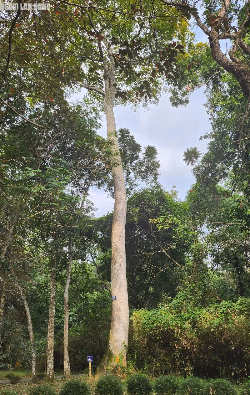 Cây sui cao khoảng 40 m, tán rất rộng