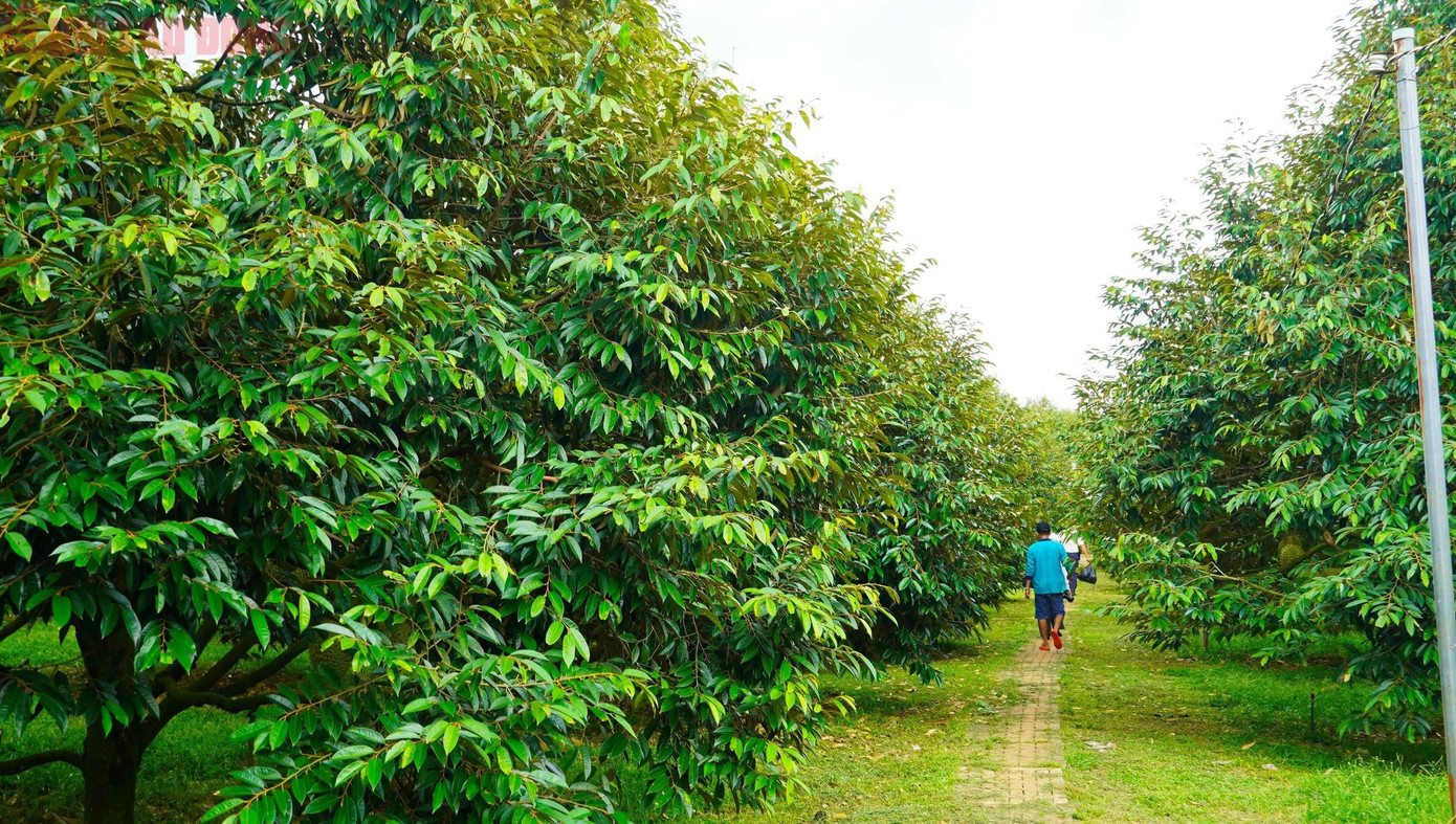 Theo thống kê, toàn tỉnh Bà Rịa - Vũng Tàu có khoảng 1.400 ha sầu riêng, sản lượng bình quân đạt 10-15 tấn/ha. Tỉnh đang tiếp tục hỗ trợ nông dân mở rộng vùng trồng đủ điều kiện xuất khẩu để ổn định đầu ra và nâng cao thu nhập.
