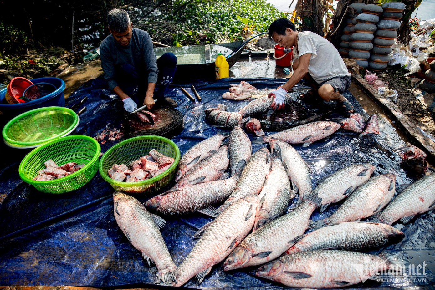 Để có được nồi cá kho chuẩn làng Vũ Đại, người dân nơi đây sử dụng cá trắm đen làm nguyên liệu chính, trọng lượng từ 5kg trở lên.
