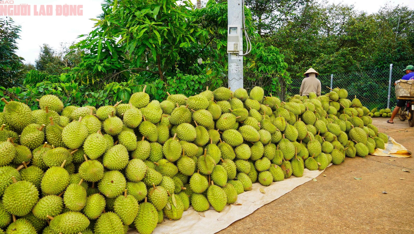 Tại TP Bà Rịa, xã Long Phước cũng có 41 ha sầu riêng cho sản lượng khoảng 700 tấn. Nhờ áp dụng VietGAP và xây dựng mã vùng trồng, sản phẩm được tiêu thụ tốt.