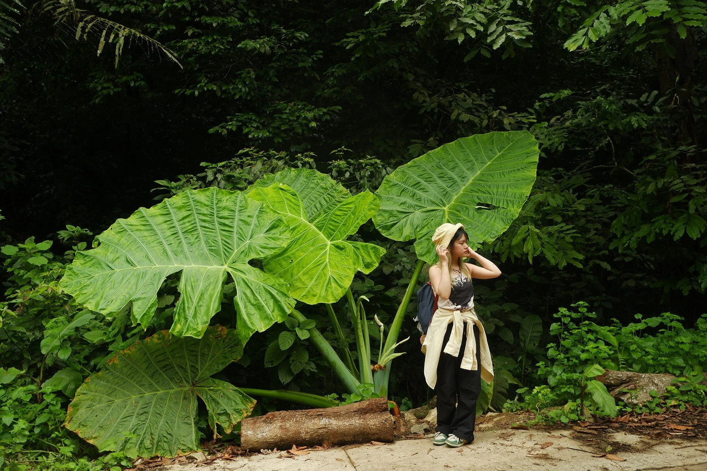 Đứng dưới tán cây, Ngọc nói cảm thấy như hóa thành nhân vật tí hon Arrietty trong phim Ghibli, &quot;bé nhỏ giữa thiên nhiên kỳ vĩ&quot;. Ảnh: Hồng Ngọc.