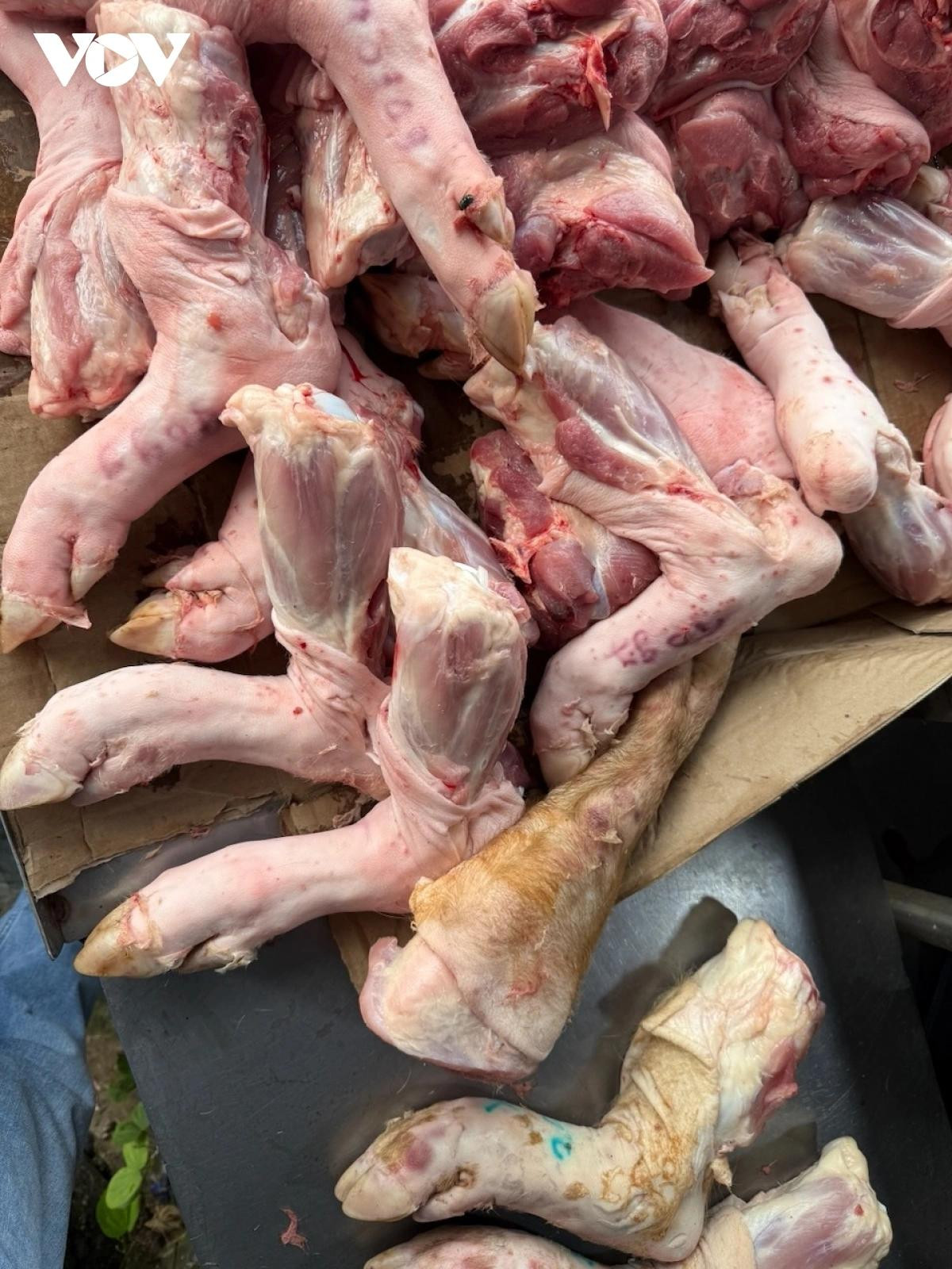 Chân những con heo rất bé, nhiều người khẳng định heo này chỉ 50 đến 60kg