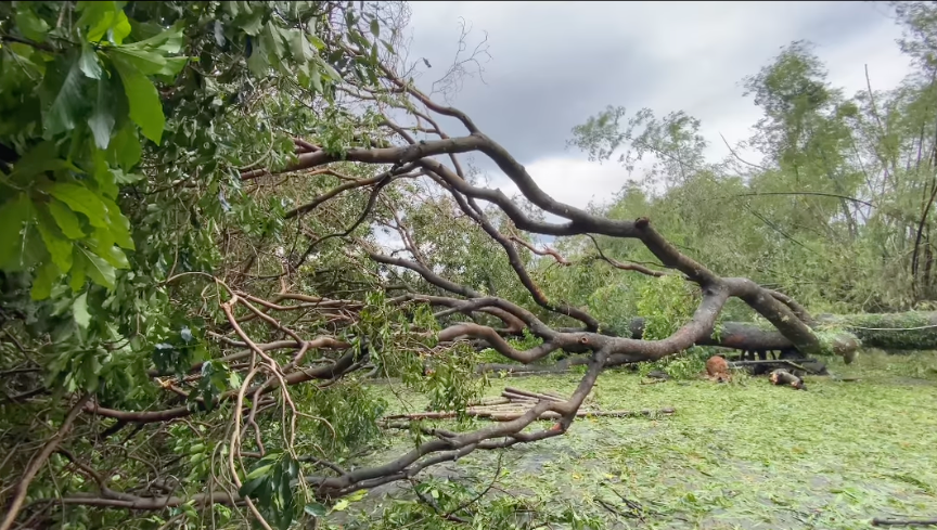 Tại vườn ở Trạch Mỹ Lộc, Phúc Thọ của gia đình nghệ sĩ, cây xà cừ trăm tuổi trong vườn bị bão quật đổ bật rễ. “Trong cái rủi có cái may. Khi cây bị đổ may mắn không ai ở nhà. Cây xà cừ trên dưới 100 tuổi, đổ xuống như một khu rừng” - Chiều Xuân cập nhật tình hình.