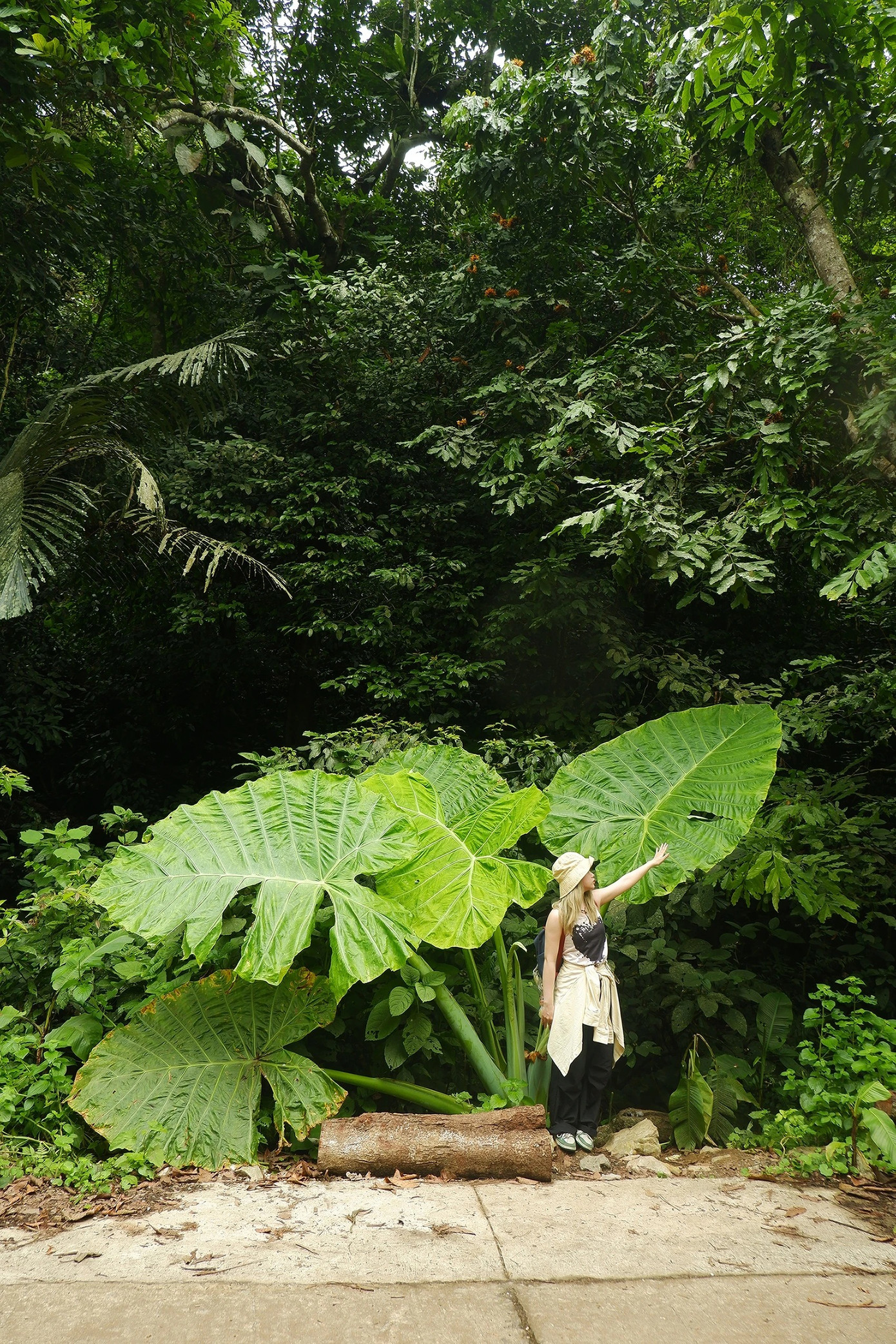 Đứng dưới tán cây, Ngọc nói cảm thấy như hóa thành nhân vật tí hon Arrietty trong phim Ghibli, &quot;bé nhỏ giữa thiên nhiên kỳ vĩ&quot;. Ảnh: Hồng Ngọc.