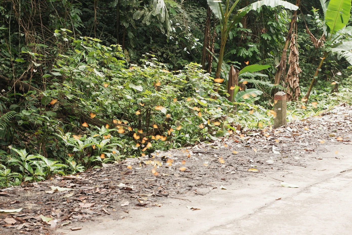 Bộ ảnh Ngọc đăng lên tải lên mạng xã hội nhanh chóng &quot;viral&quot;, nhận nhiều lời khen từ cộng đồng mạng. Nhiều người bình luận hỏi đường đi, cách &quot;săn&quot; bướm và cây khổng lồ... khiến cô cảm thấy hạnh phúc vì có thể lan tỏa vẻ đẹp thiên nhiên Việt Nam. Dù chưa kịp ở lại ngắm đom đóm về đêm, Ngọc tin rằng đó là lý do để cô quay lại VQG Cúc Phương lần nữa. Ảnh: Hồng Ngọc.