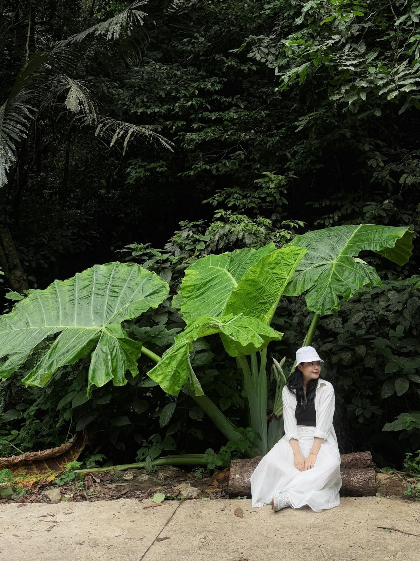 Cây ráy khổng lồ trở thành điểm check-in mới ở VQG Cúc Phương những ngày qua. VQG Cúc Phương đã xây dựng một vườn thực vật với diện tích 167 ha, đến nay đã trồng và sưu tập 811 loài cây quý hiếm phục vụ lưu giữ và bảo tồn nguồn gen, trong đó có 25 loài cây thuộc họ ráy. Ảnh: @honngnhungg, @toilabonghoa.