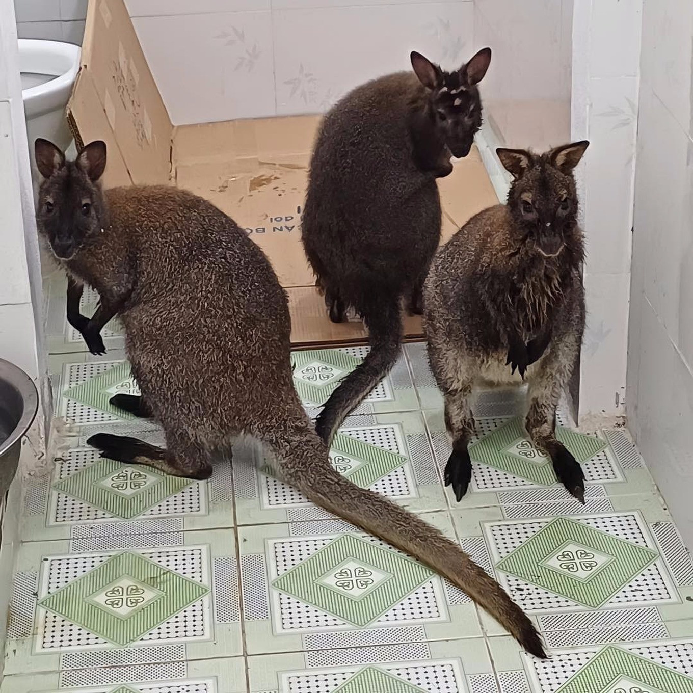 Ba con chuột túi được tạm nuôi nhốt trong nhà vệ sinh của Hạt kiểm lâm huyện Thạch An (Ảnh: Mạng xã hội).