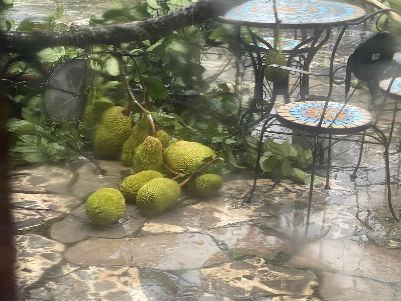 Ca sĩ Việt Hoàn nói anh chưa từng thấy cơn bão nào lớn như vậy đổ bộ vào Hà Nội. Vườn nhà của anh ở ngoại thành Hà Nội chịu ảnh hưởng nặng, người và nhà yên ổn nhưng cây cối “tan nát”. Cây mít trĩu quả nhà nam ca sĩ đổ rạp, mái tôn đổ sập, một bên cửa sắt bị gió thổi tung… Sau trận bão, vườn nhà Việt Hoàn chỉ còn cảnh tượng hoang tàn.