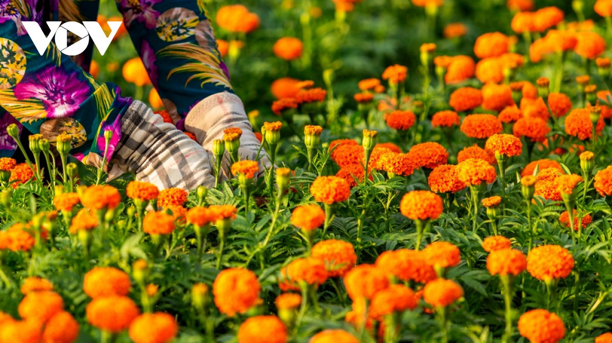 Mỗi năm, người dân ở Tân Ba chỉ trồng một vụ hoa. Nếu tính về mặt kinh tế thì không lời nhiều nhưng do đam mê và mấy chục năm gắn bó với việc trồng hoa Tết nên mọi người duy trì từ đời này sang đời khác.