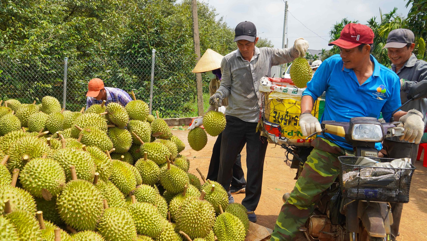 Những ngày này, các vườn sầu riêng tại Bà Rịa - Vũng Tàu đang tất bật vào vụ thu hoạch, khắp các con đường tại các xã Xà Bang, Láng Lớn (huyện Châu Đức) tấp nập thương lái thu mua.