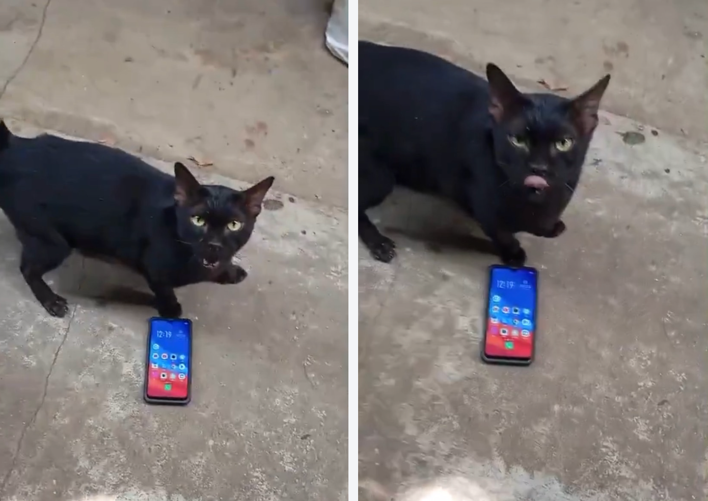 Đạo diễn thừa nhận con mèo bị gây mê và cập nhật tình hình sau cảnh phim. Đạo diễn thừa nhận con mèo bị gây mê và cập nhật tình hình sau cảnh phim.