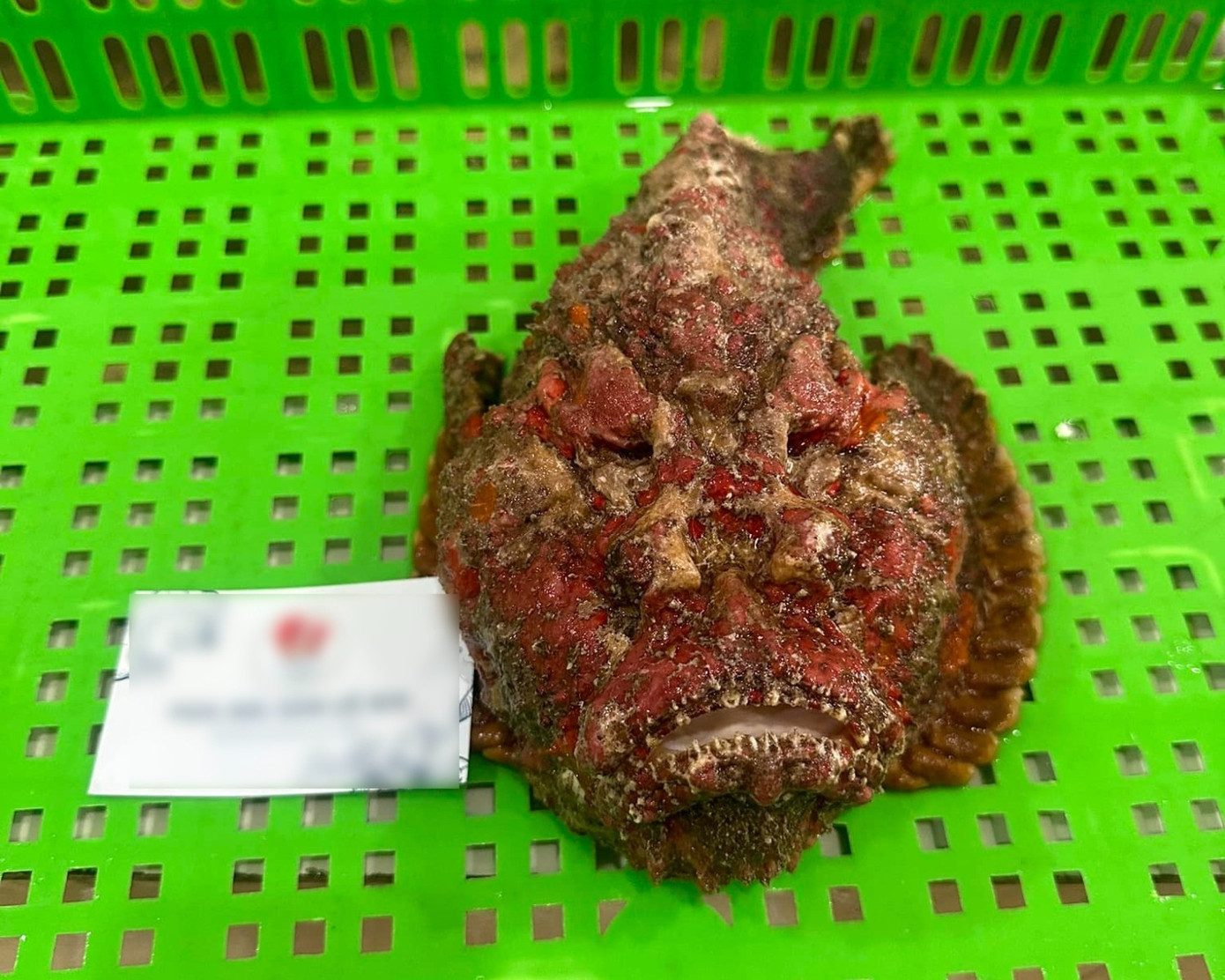 Cá mặt quỷ được gọi là "hung thần đại dương vì vẻ ngoài xấu tợn". Ảnh: Văn Thanh.