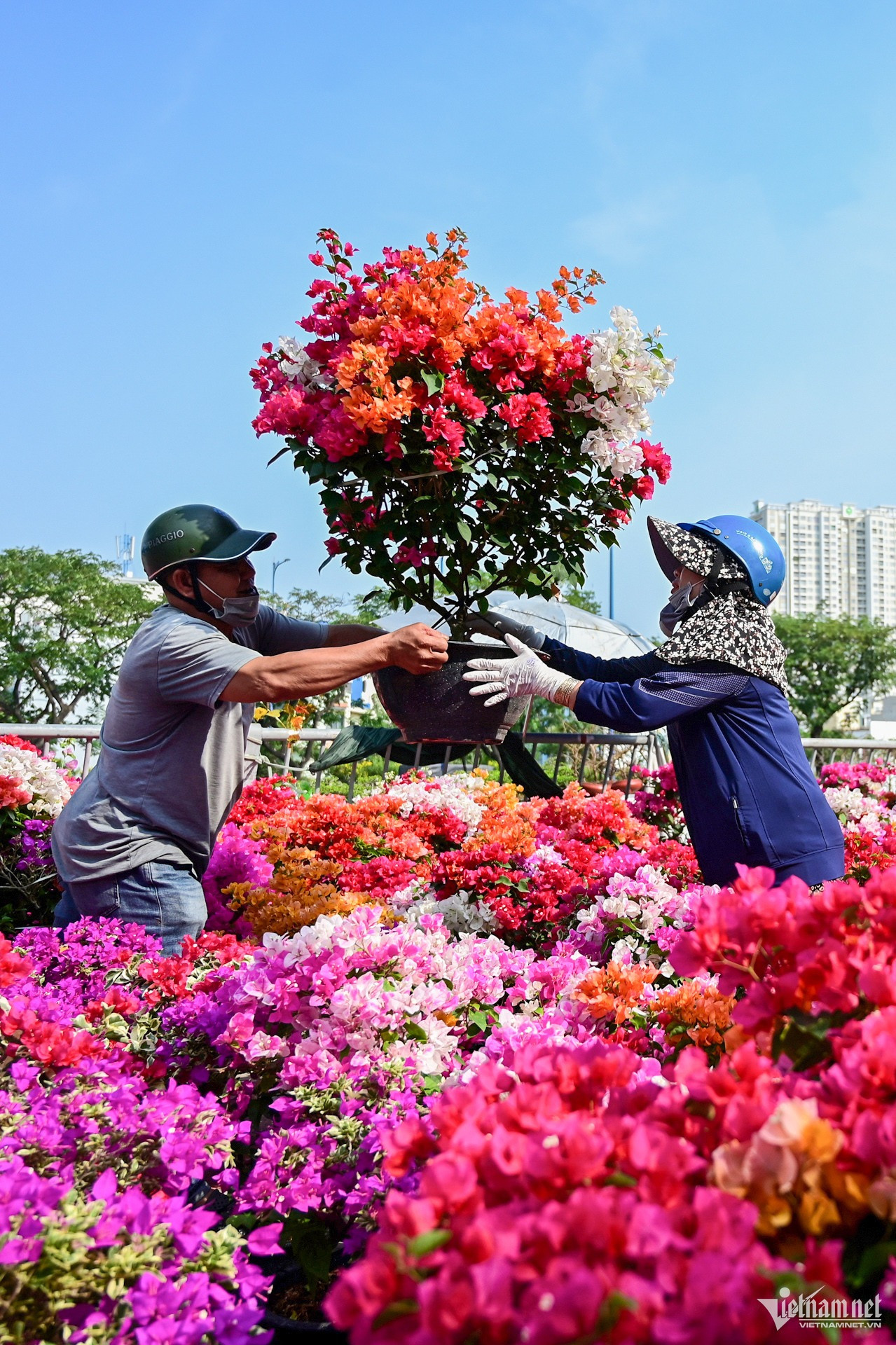 Những chậu hoa giấy đầy màu sắc được các tiểu thương chuyển lên bờ, phủ kín các gian hàng. Hoa giấy khá lâu tàn, người chơi có thể mua về ngay và trưng qua Tết.