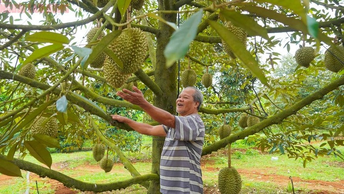 Tại xã Láng Lớn, huyện Châu Đức, ông Danh Nguyên cho biết vườn sầu riêng 1,5 ha của gia đình năm nay thu được khoảng 20 tấn, tăng 5 tấn so với năm ngoái. Dù giá bán chỉ đạt 36.000 đồng/kg, thấp hơn năm ngoái (hơn 50.000 đồng/ký) ông vẫn thu lãi hơn 500 triệu đồng nhờ năng suất tăng và chi phí được kiểm soát. Ông lý giải, vườn cây đang vào giai đoạn sung sức, chăm sóc tốt nên đậu trái cao.