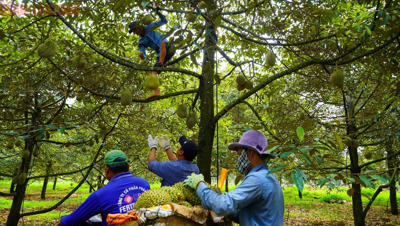 Nhờ làm theo quy trình an toàn khép kín nên sức tiêu thụ của hợp tác xã khá tốt. Vụ sầu riêng năm nay, hợp tác xã Liên Đức dự kiến thu được 600 tấn, trong số đó chủ yếu xuất đi thị trường Trung Quốc.