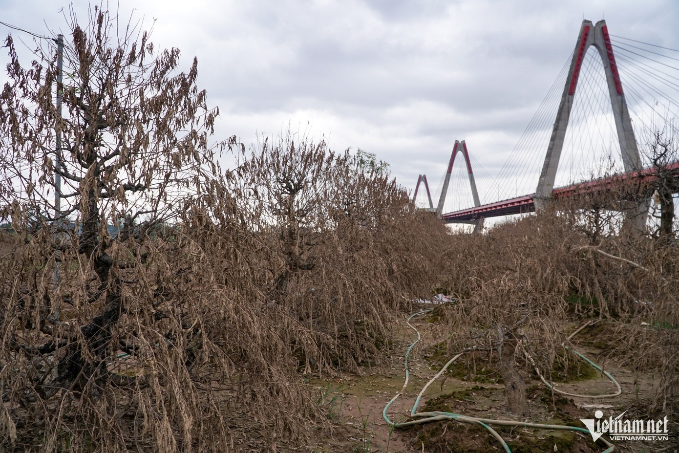 Trước đó, trong những ngày nước lũ sông Hồng dâng cao, Phú Thượng là một trong những địa điểm trồng cây cảnh phục vụ Tết chịu ảnh hưởng nặng nhất tại Hà Nội. Toàn bộ cây đào của bà con Tổ dân phố số 16 cũng như những hộ gia đình được cấp đất trồng cây xung quanh cầu Nhật Tân đều bị chết vì nước lũ, nhiều chủ vườn trắng tay. Trước đó, trong những ngày nước lũ sông Hồng dâng cao, Phú Thượng là một trong những địa điểm trồng cây cảnh phục vụ Tết chịu ảnh hưởng nặng nhất tại Hà Nội. Toàn bộ cây đào của bà con Tổ dân phố số 16 cũng như những hộ gia đình được cấp đất trồng cây xung quanh cầu Nhật Tân đều bị chết vì nước lũ, nhiều chủ vườn trắng tay.