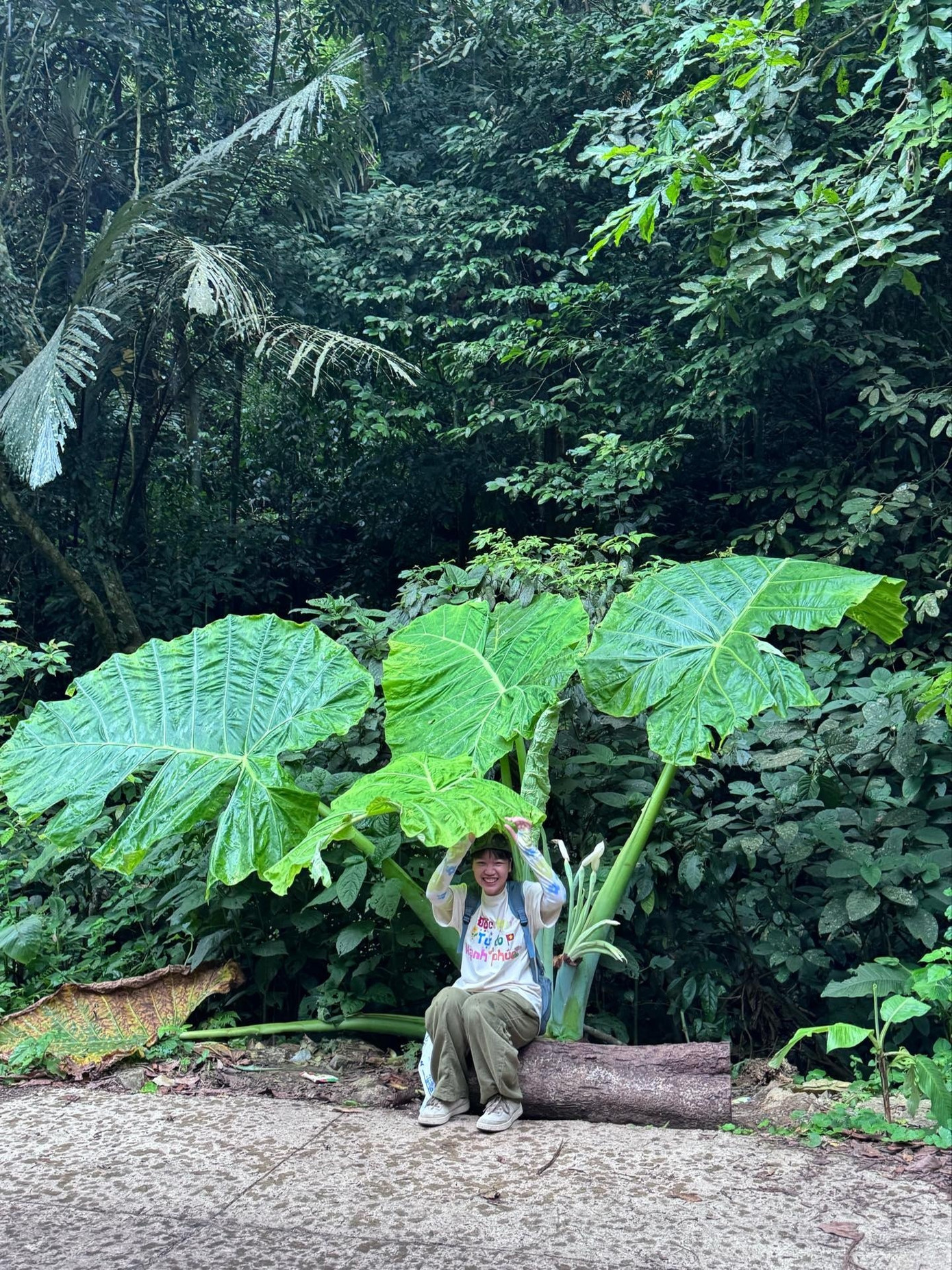 Cây ráy khổng lồ trở thành điểm check-in mới ở VQG Cúc Phương những ngày qua. VQG Cúc Phương đã xây dựng một vườn thực vật với diện tích 167 ha, đến nay đã trồng và sưu tập 811 loài cây quý hiếm phục vụ lưu giữ và bảo tồn nguồn gen, trong đó có 25 loài cây thuộc họ ráy. Ảnh: @honngnhungg, @toilabonghoa.