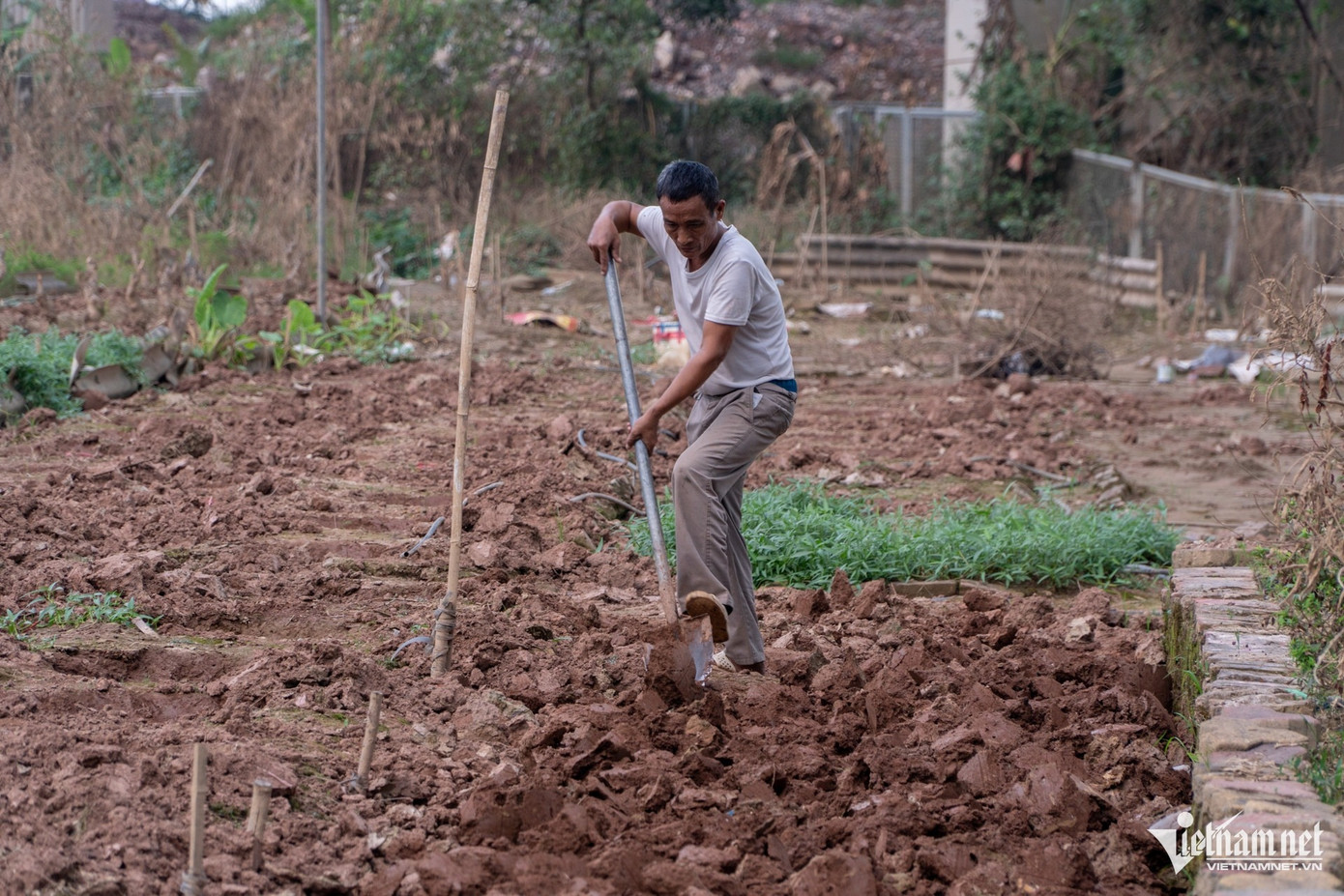 Những gia đình có vườn nhỏ hơn đã chọn giải pháp tự cải tạo đất không dùng máy xúc. Tuy nhiên, công việc đánh gốc cây khá vất vả và tốn thời gian. Những gia đình có vườn nhỏ hơn đã chọn giải pháp tự cải tạo đất không dùng máy xúc. Tuy nhiên, công việc đánh gốc cây khá vất vả và tốn thời gian.