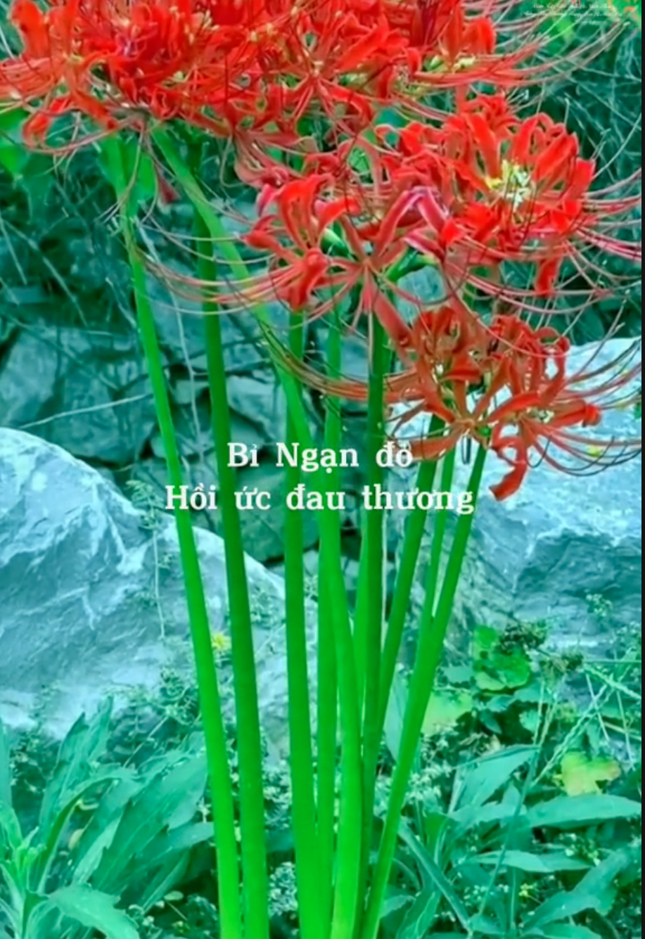 Trend "Ý nghĩa màu hoa bỉ ngạn" gây sốt mạng xã hội thời gian qua.