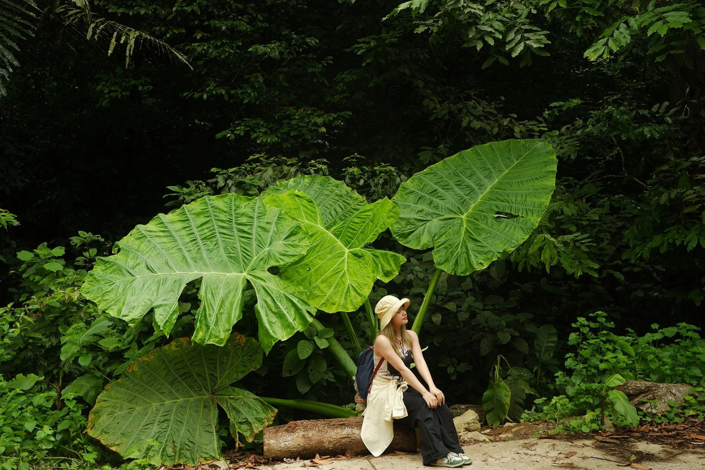 Đứng dưới tán cây, Ngọc nói cảm thấy như hóa thành nhân vật tí hon Arrietty trong phim Ghibli, &quot;bé nhỏ giữa thiên nhiên kỳ vĩ&quot;. Ảnh: Hồng Ngọc.