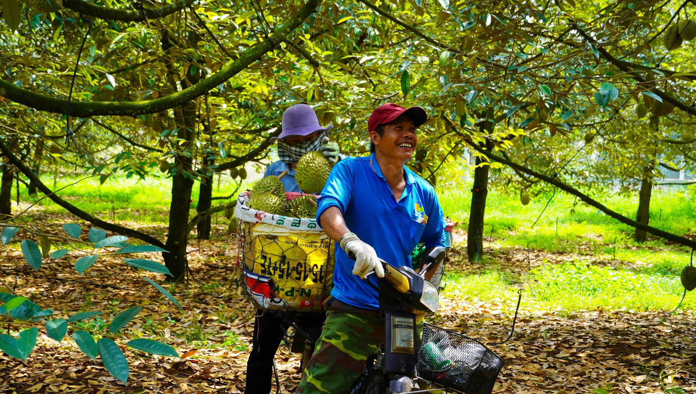 Những ngày này, các vườn sầu riêng tại Bà Rịa - Vũng Tàu đang tất bật vào vụ thu hoạch, khắp các con đường tại các xã Xà Bang, Láng Lớn (huyện Châu Đức) tấp nập thương lái thu mua.