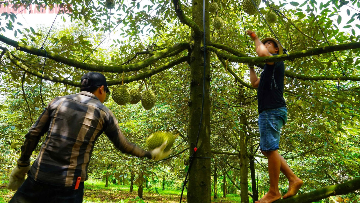 Đồng thời, hợp tác xã cũng khuyến cáo bà con nông dân tăng cường sử dụng phân bón hữu cơ, thuốc vi sinh hạn chế đến mức tối đa việc sử dụng phân thuốc hóa học để không ảnh hưởng đến chất lượng sản phẩm, ảnh hưởng đến thương hiệu sầu riêng của Việt Nam.