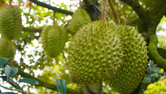 Tại xã Láng Lớn, huyện Châu Đức, ông Danh Nguyên cho biết vườn sầu riêng 1,5 ha của gia đình năm nay thu được khoảng 20 tấn, tăng 5 tấn so với năm ngoái. Dù giá bán chỉ đạt 36.000 đồng/kg, thấp hơn năm ngoái (hơn 50.000 đồng/ký) ông vẫn thu lãi hơn 500 triệu đồng nhờ năng suất tăng và chi phí được kiểm soát. Ông lý giải, vườn cây đang vào giai đoạn sung sức, chăm sóc tốt nên đậu trái cao.