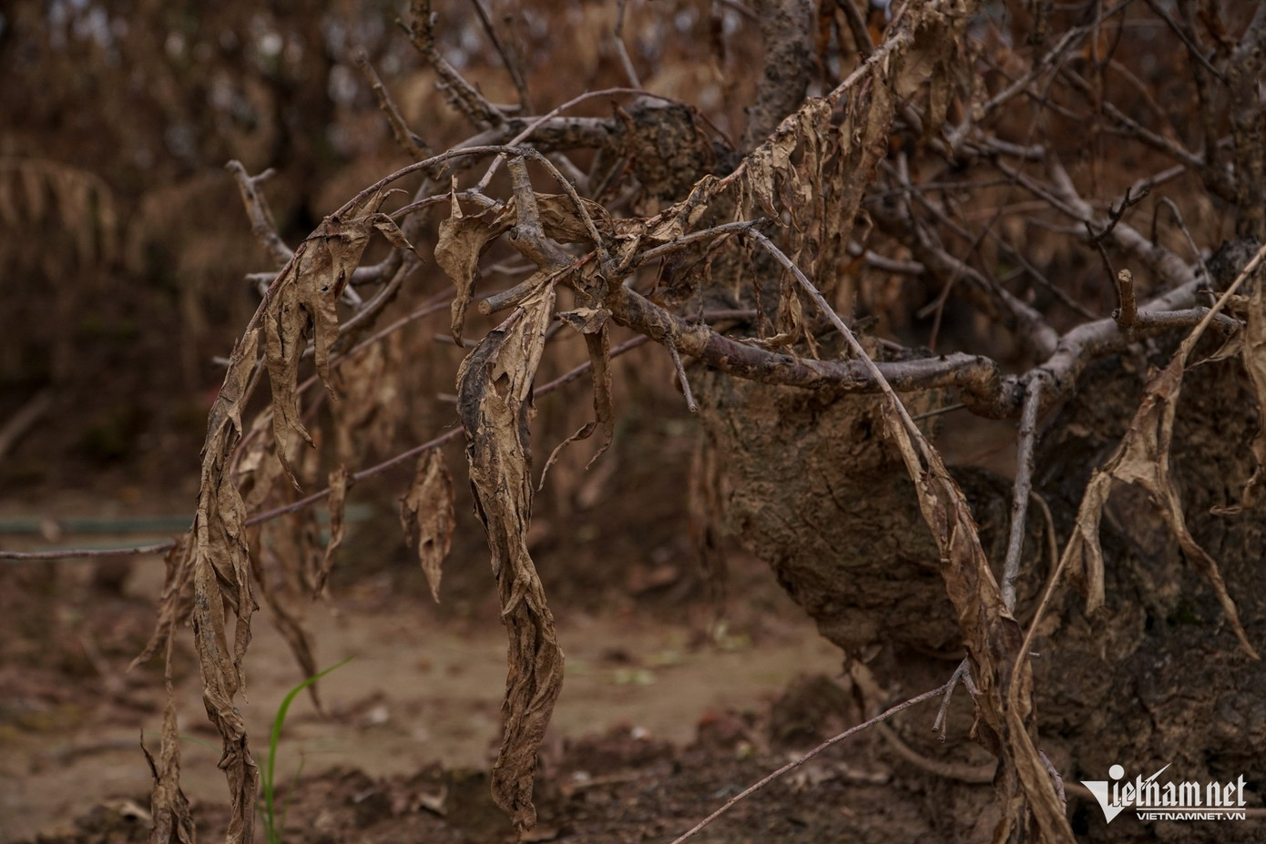 Theo người trồng đào, cần vài năm để gây dựng lại những vườn cây như trước. Nếu thực hiện ghép đào ngay bây giờ thì cũng phải sang Tết năm sau mới có thể thu hoạch. Do cây giống ít nên giá bán hiện nay khá đắt. Theo người trồng đào, cần vài năm để gây dựng lại những vườn cây như trước. Nếu thực hiện ghép đào ngay bây giờ thì cũng phải sang Tết năm sau mới có thể thu hoạch. Do cây giống ít nên giá bán hiện nay khá đắt.