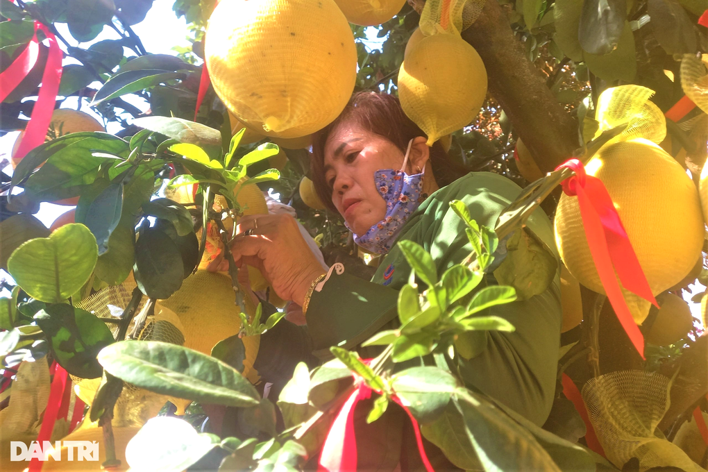 Khách hàng tự tay dùng bao bọc từng trái bưởi trên chậu bưởi Diễn trị giá hơn 20 triệu đồng (Ảnh: Nguyễn Vy).