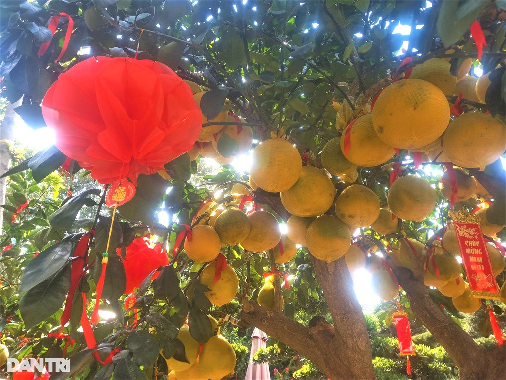 Chậu bưởi sum suê trái, tỏa mùi hương ngào ngạt khiến nhiều người thích thú (Ảnh: Nguyễn Vy).