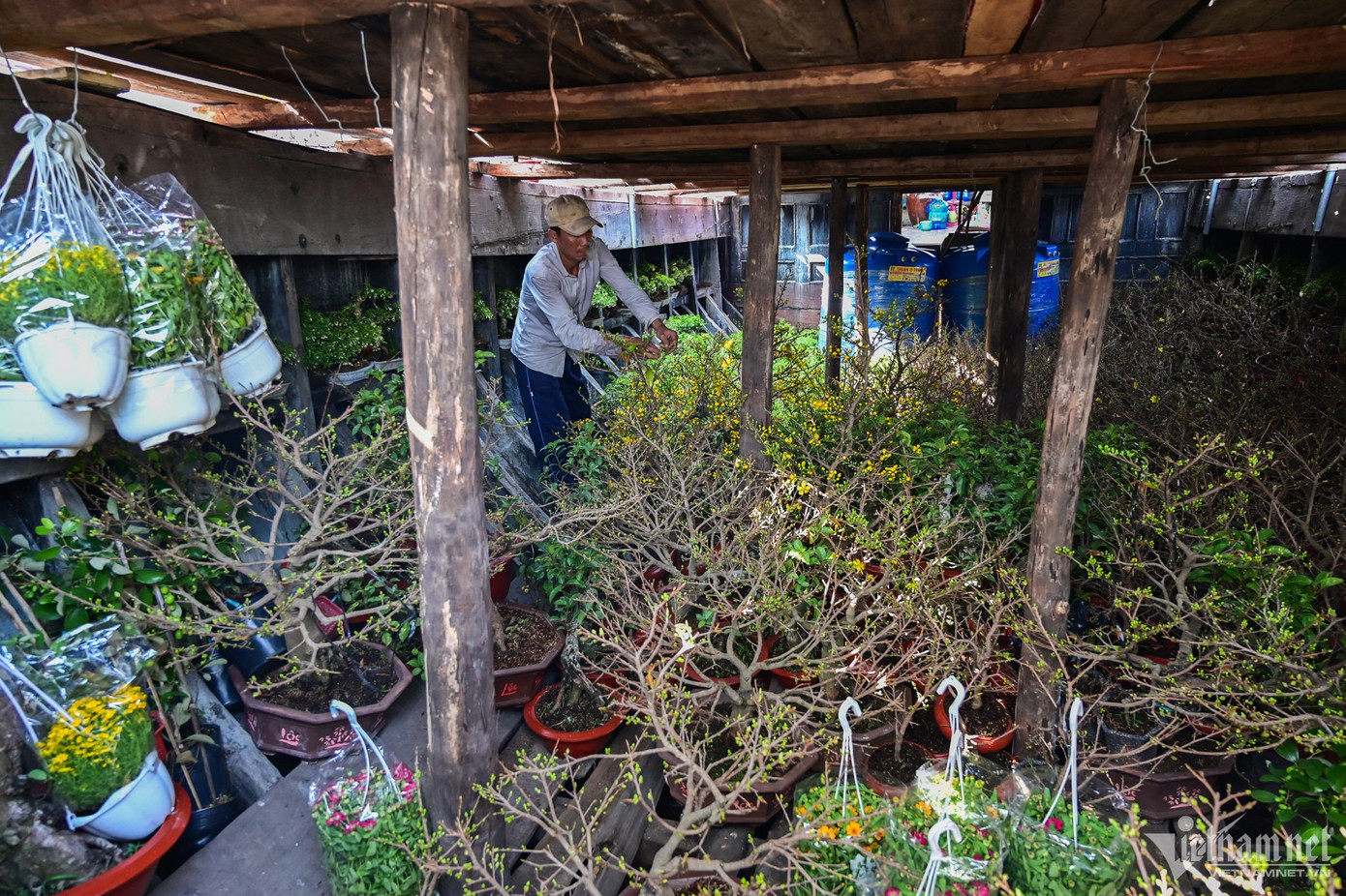 Phía bên dưới ghe của anh Hoàng Sơn, các cây mai được chăm sóc cẩn thận. Năm nay vườn của anh Sơn xuất hơn 1.000 chậu cây từ Bến Tre đến TP.HCM phục vụ người dân. "Giá thành các loại hoa nhìn chung vẫn giữ nguyên như năm ngoái, chỉ từ 100.000 đồng là có thể mua được một chậu mai vàng chơi Tết", anh nói.
