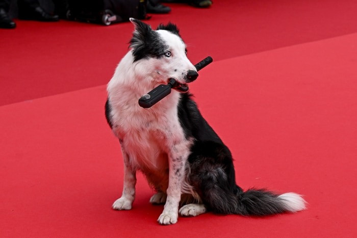 Chú chó Messi &quot;vẫy tay&quot; trên thảm đỏ Cannes. Ảnh: Getty.