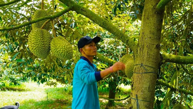 Tuy năm nay sầu riêng giá bán khá rẻ so với năm ngoái nhưng hợp tác xã vẫn rất chú trọng khâu đầu tư sản xuất theo quy trình nghiêm ngặt, an toàn nên có lượng đầu ra ổn định, giá vẫn đảm bảo hơn so với thị trường.
